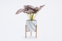 Hoff Искусственное растение в цементном горшке на металлической подставке Листья Сонерилы  превью